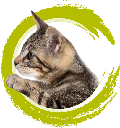 Per Gatti - For Cats