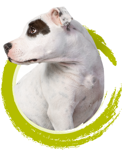 imdifferent_icon_complete_pitbull_pet-food