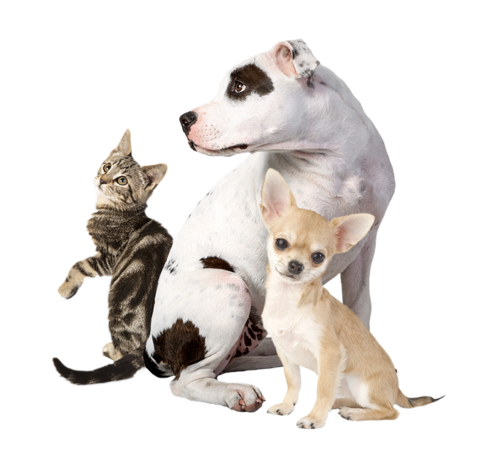 imdifferent_cibo-per-cani-gatti_alimentazione-naturale_integrazioni_liofilizzati